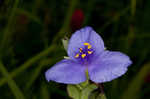 Spiderwort